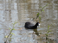 Fulica cristata