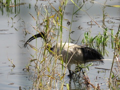 Threskiornis aethiopicus