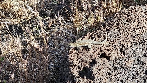iNaturalist observation photo of Common Side-blotched Lizard