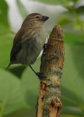 Camarhynchus parvulus