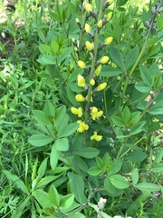 Baptisia sphaerocarpa