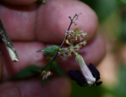 Cuphea avigera (Cuphea avigera)
