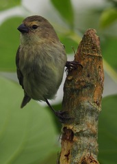 Camarhynchus parvulus