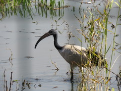 Threskiornis aethiopicus