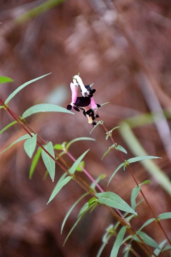 Cuphea avigera (Cuphea avigera)