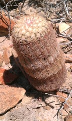 Echinocereus pectinatus pectinatus