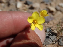 Leptosiphon chrysanthus