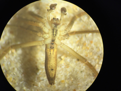 Pisaurina dubia