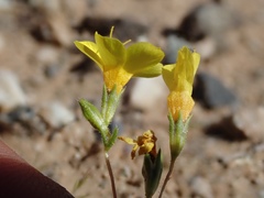 Leptosiphon chrysanthus