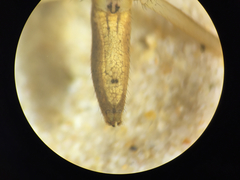 Pisaurina dubia