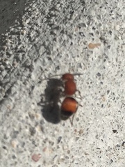 Pseudomethoca simillima