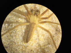 Pisaurina dubia