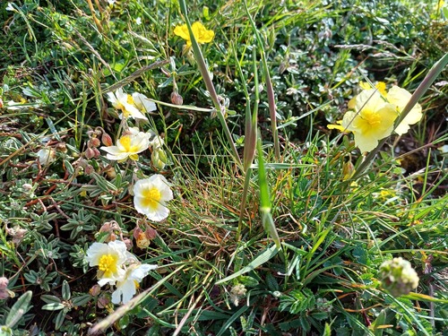 Pale Rock-rose (Helianthemum ×)