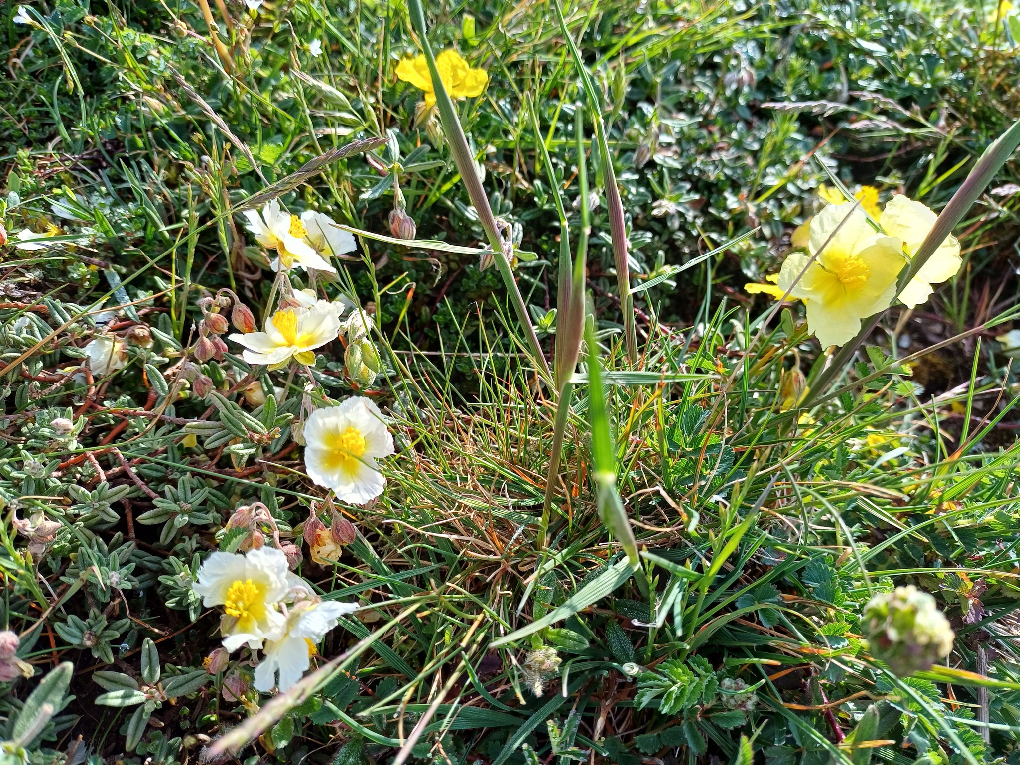 Pale Rock-Rose (Helianthemum ×)