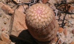 Echinocereus pectinatus pectinatus