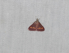 Pyrausta pseuderosnealis