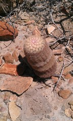 Echinocereus pectinatus pectinatus