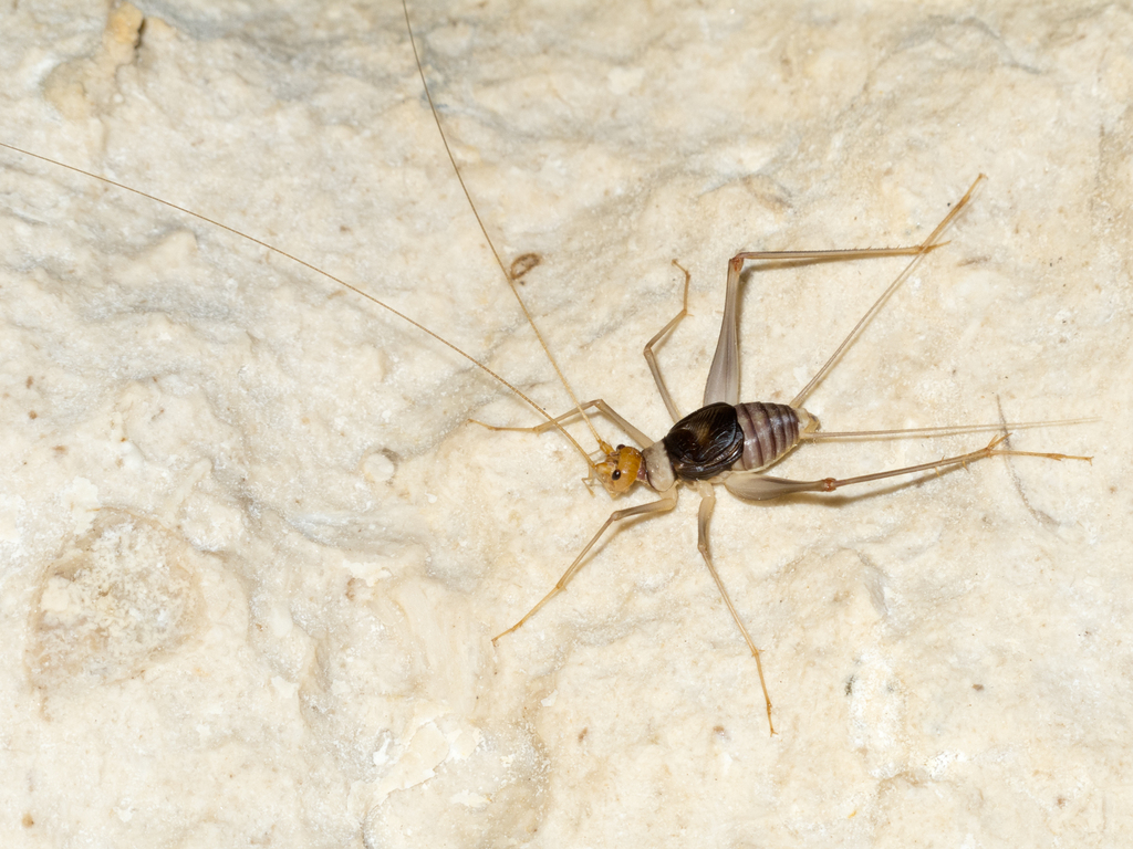 Socotracris