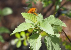Xylocopa darwini