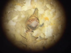 Pisaurina dubia