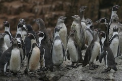 Spheniscus humboldti