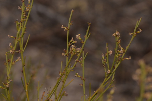 Daviesia nematophylla, 2023-10-21