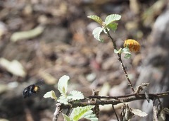 Xylocopa darwini