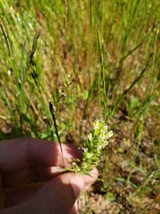Castilleja attenuata