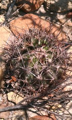 Ancistrocactus scheeri