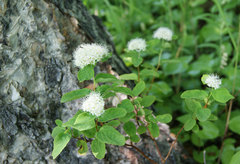 Spiraea beauverdiana