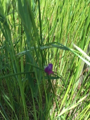Lathyrus angulatus