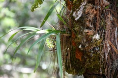 Prosthechea ochracea
