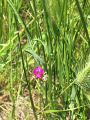 Lathyrus angulatus