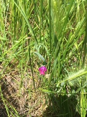 Lathyrus angulatus