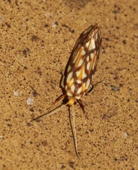 Lactura panopsia