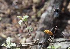 Xylocopa darwini