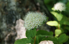 Spiraea beauverdiana