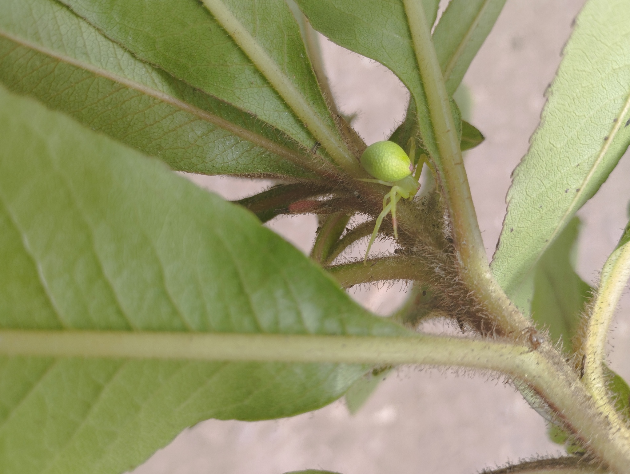 Misumena spinifera