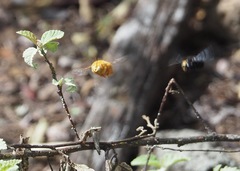 Xylocopa darwini