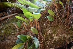 Stelis megachlamys