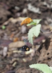 Xylocopa darwini
