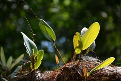 Stelis megachlamys