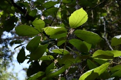 Quercus calophylla