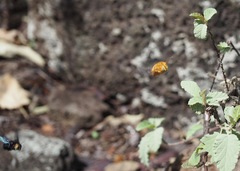 Xylocopa darwini