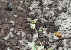 Xylocopa darwini