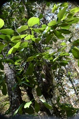 Quercus calophylla