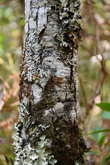 Quercus crispifolia