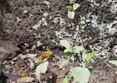 Xylocopa darwini