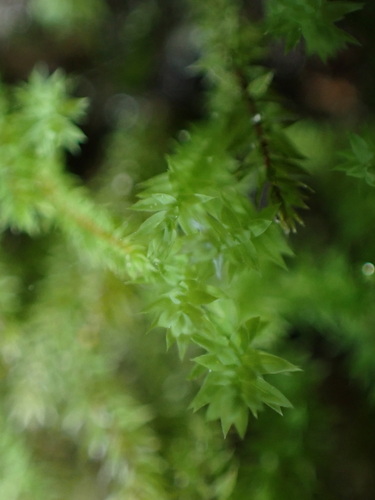 Image of Pohlia wahlenbergii by no rights reserved