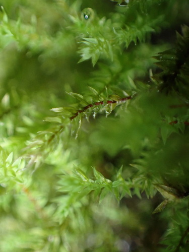 Image of Pohlia wahlenbergii by no rights reserved